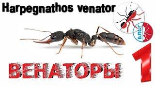 Муравьи. Harpegnathos venator. Венаторы 1. Блог.