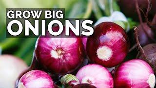 3 Onion Growing Mistakes to Avoid