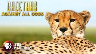 Cheetahs Against All Odds FULL SPECIAL | PBS America