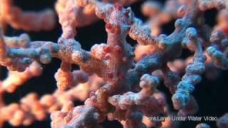 Pygmy Seahorses (bargibanti, pontohi and denise)