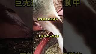 记录我的农村生活 #黑天鹅#duck