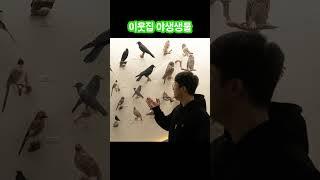 산까치와 물까치의 차이는?!