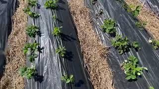 Клубника разница после осенней посадки по одному и по два сажанцы Разница под накрытием и без