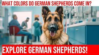 Meet the German Shepherds: Colors & Coat Variations Explained!