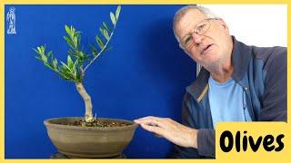 How to care for Olive Bonsai in Autumn & Winter