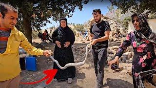 Dangerous Snake Invades the Fariba's Farm