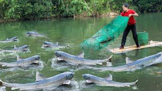 How To Catching Fish with Bagua  Net - Unique Fishing Technique | Ella Daily Life