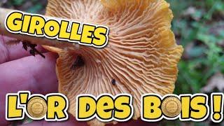 Girolles : elles sont là et tellement facile à reconnaitre ! [S21E06]