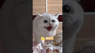 猫咪4种"救命声"！第2种最易被忽略 #新手养猫﻿ ﻿#养猫经验分享﻿ ﻿#科学养猫﻿ ﻿#养猫必看﻿ ﻿#猫咪求救﻿ ﻿#猫咪健康﻿ ﻿#养猫知识﻿ ﻿#养猫攻略﻿ ﻿#猫咪冷知识 #貓咪