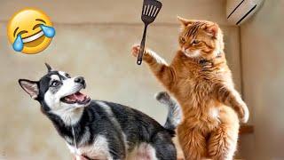 FUNNIEST animals will brighten all your day  | Cats and Dogs funny videos