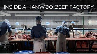 How Korea's Best Beef Is Made