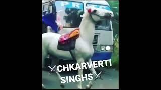 Nihang Singh Fight