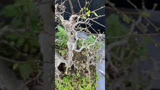 Kỹ thuật cắt tỉa bonsai phong cách Lĩnh Nam│Lingnan penjing style