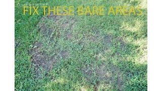 How to Fill in Thin and Bare Areas in Your Lawn (St. Augustine grass) Florida