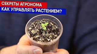 Секреты агронома - как управлять растением?