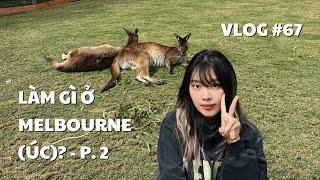 VLOG #67: LÀM GÌ Ở MELBOURNE (ÚC)? - P. 2 | duongfynn