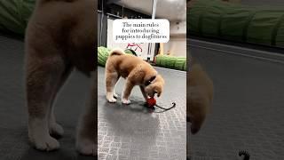 How to start #dogfitness