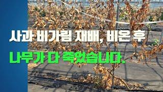 사과 비가림재배, 비온 후 빗물방울이 돋보기가 되어 나무가 다 죽었습니다.