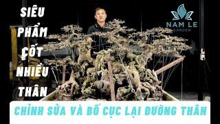 Chỉnh sửa một tác phẩm quý, cây sanh nhiều thân | NamLe Bonsai