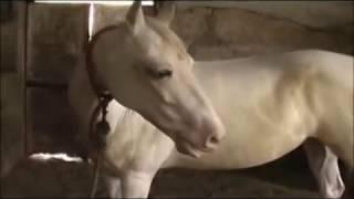 Royal Passion of Indian Marwari Horse