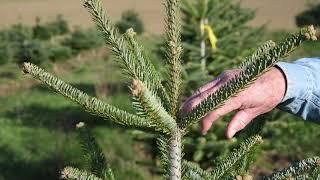 Breeding Christmas Trees