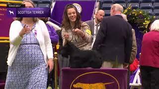 Scottish Terriers | Breed Judging 2024