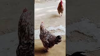 amazing scenes #shorts #trending #ytshorts