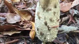 Finding and cooking shaggy mane mushroom!