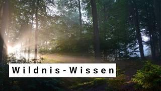 Wildniswissen und -methoden zur Naturverbindung