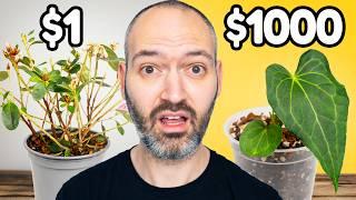 $1 vs $1000 Plant!