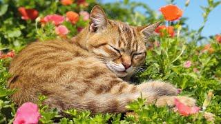 Calming Music for Cats | Relaxing Tunes & Cat TV for Anxious Cats