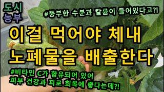 오이효능 | 피부미용에 좋은 음식 | 도시농부 오이 수확하기 | 오이 키우기