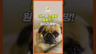개는 왜 눈물을 흘릴까? 원인과 예방은?! #강아지 #강아지건강 #반려견