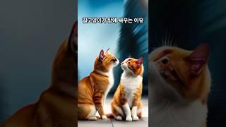 길고양이가 밤에 싸우는 이유 shorts