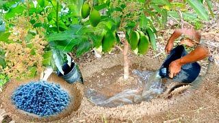 Best Npk Fertilizer For Mango Trees | How to Apply Npk Fertilizer for Fruit Plants