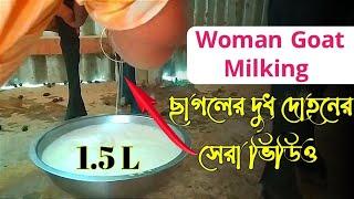 how to milk a goat | village woman goat milking by hand | uncover village