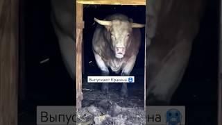 выпускают быка весом 2тонны #subscribe #cute #viral #ферма #сельскоехозяйство #bull #trending #бык
