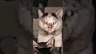 Cats can't be scary ️|clips took from yt|song took from yt|#edit#shorts#viralvideo #song#trolledit