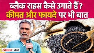 काले चावल की खेती : Black Rice Farming : kale chawal ki kheti : black paddy farming