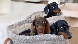 On our way to the Belgian Ardennes with 3 Mini Dachshunds.