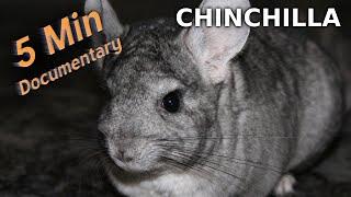 Chinchilla - 5 Minute Documentary