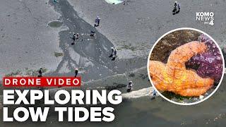 Drone views: Very low tides reveal magical underwater world of Puget Sound