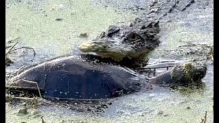 Florida Wild Life - Alligator Eating Snapping Turtle - Snakes Deer Birds