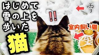 【大雪】初めて雪の上を歩いた猫【cat】The cat which walked on the snow for the first time