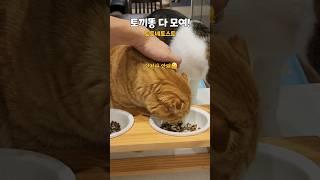 닥터티드펫 강아지 고양이 유산균으로 면역력 높여! #shorts