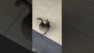 I want to follow you️ #shortsvideo #cat #streetcats #cutestreetcats #catlover