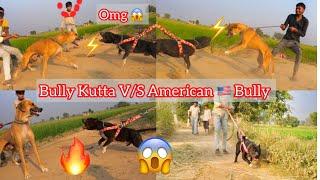 Pakistani Bully V/S American  Bully || Dono Ka Aggression ️Ho Gya  || Full Vlog