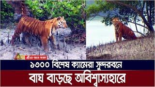 ১৩০০ বিশেষ ক্যামেরা সুন্দরবনে | বাঘ বাড়ছে অবিশ্বাস্যহারে | Sundarbans | Royal Bengal Tiger