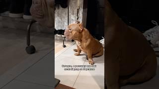 Содержать собаку недорого ️ #американскийбулли #americanbully #собака #уходзасобакой #буллищенки