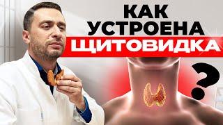 Как устроена щитовидная железа?